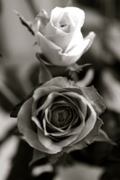 DIDO